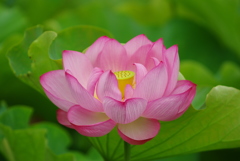 ハスの花 at 不忍池