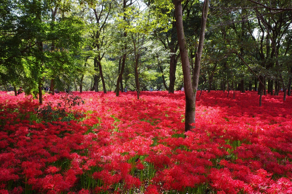 巾着田　曼珠沙華まつり2019　その5