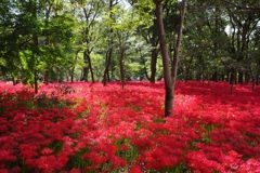 巾着田　曼珠沙華まつり2019　その5