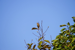 野鳥