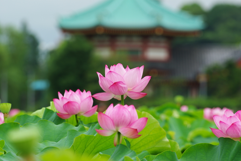 ハスの花 at 不忍池