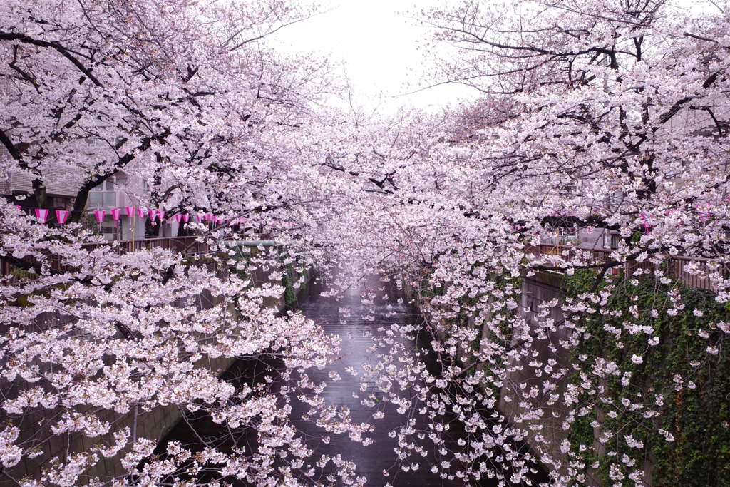 目黒川の桜  その2