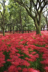 巾着田　曼珠沙華まつり2019　その3