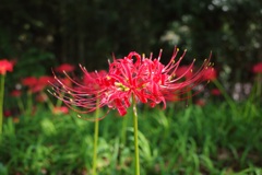 巾着田　曼珠沙華まつり2019　その2