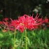 巾着田　曼珠沙華まつり2019　その2