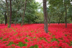 巾着田　曼珠沙華まつり2019　その8