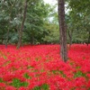 巾着田　曼珠沙華まつり2019　その8