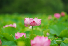 ハスの花 at 不忍池