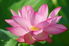 上野　不忍池　蓮の花③