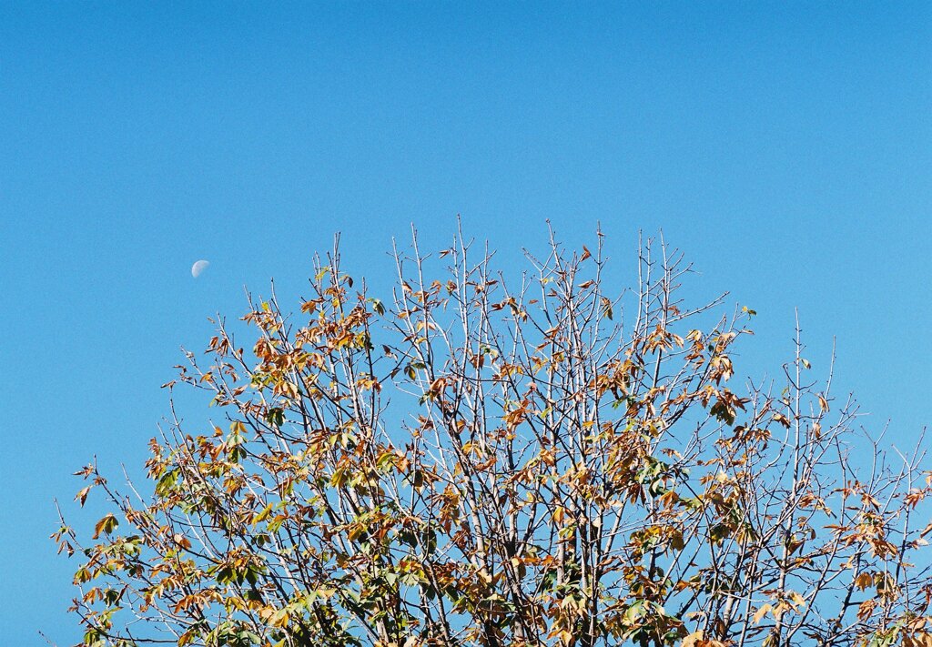 空に月