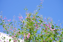 空と花