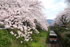 山北　桜並木と列車　⑦