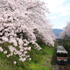 山北　桜並木と列車　⑦