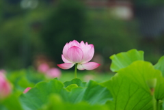 ハスの花 at 不忍池