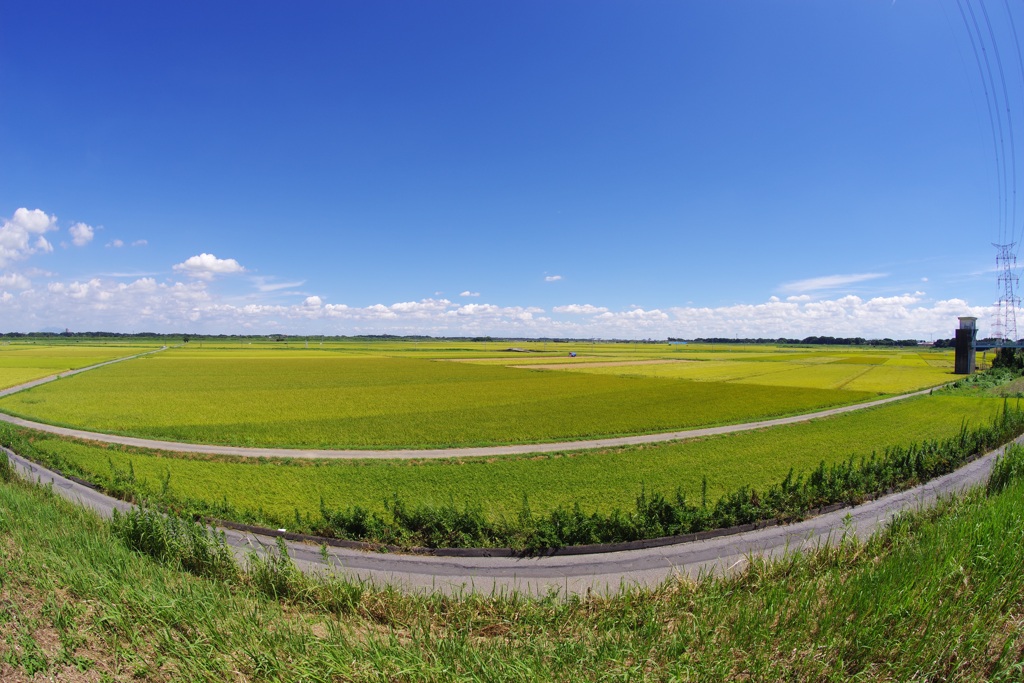 晩夏の田園風景