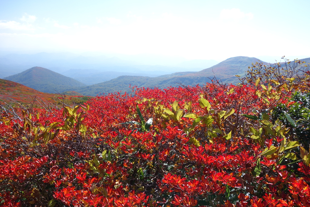 2014紅葉　宮城 　栗駒山　⑤