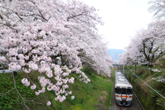 山北　桜並木と列車　③