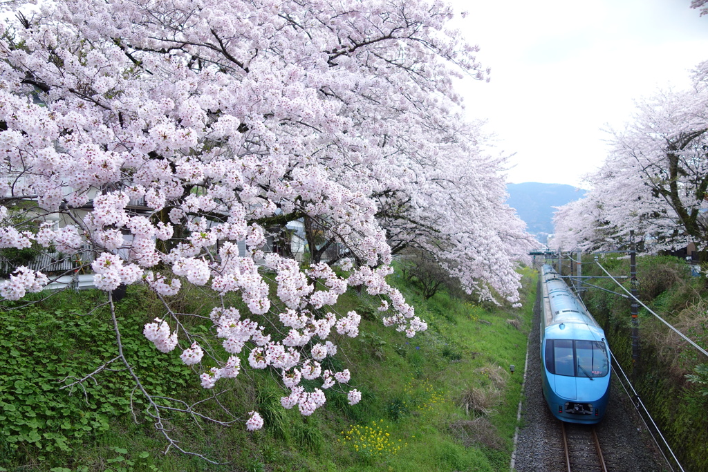 山北　桜並木と特急列車あさぎり　①