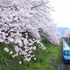 山北　桜並木と特急列車あさぎり　①