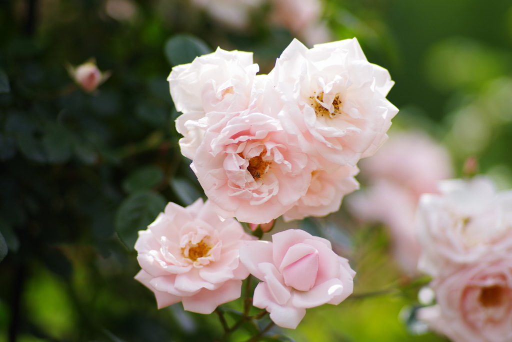 薔薇 8
