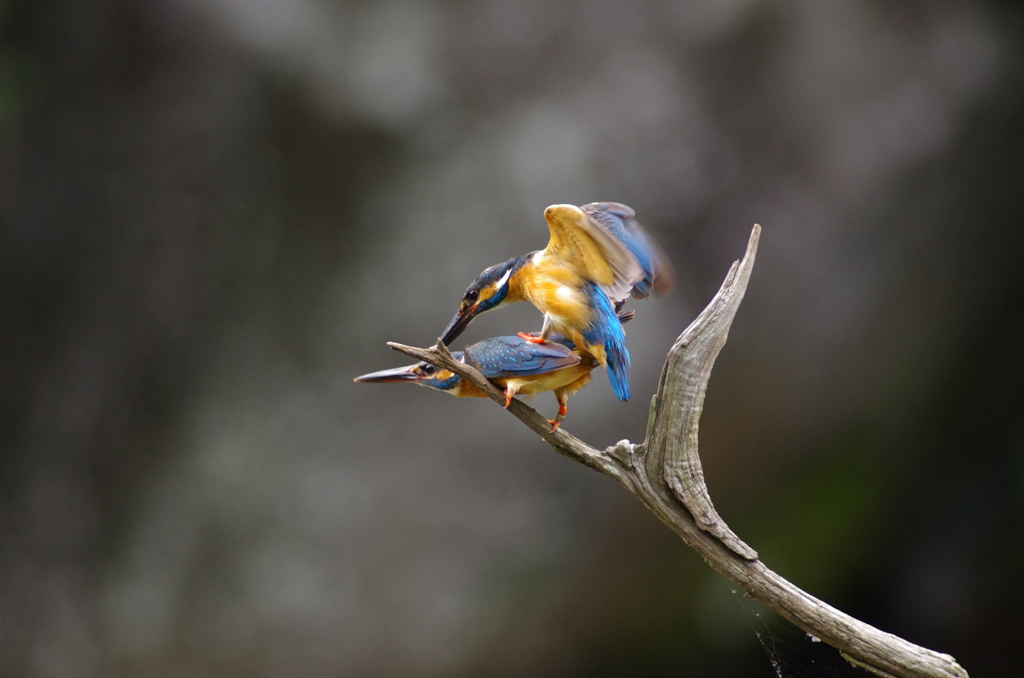 カワセミ、カワセミ