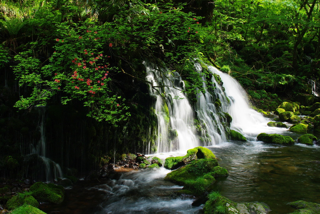 秋田県にかほ市　元滝伏流水と山ツツジ　