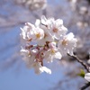 ソメイヨシノ  見納め