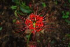 巾着田　曼珠沙華（彼岸花）