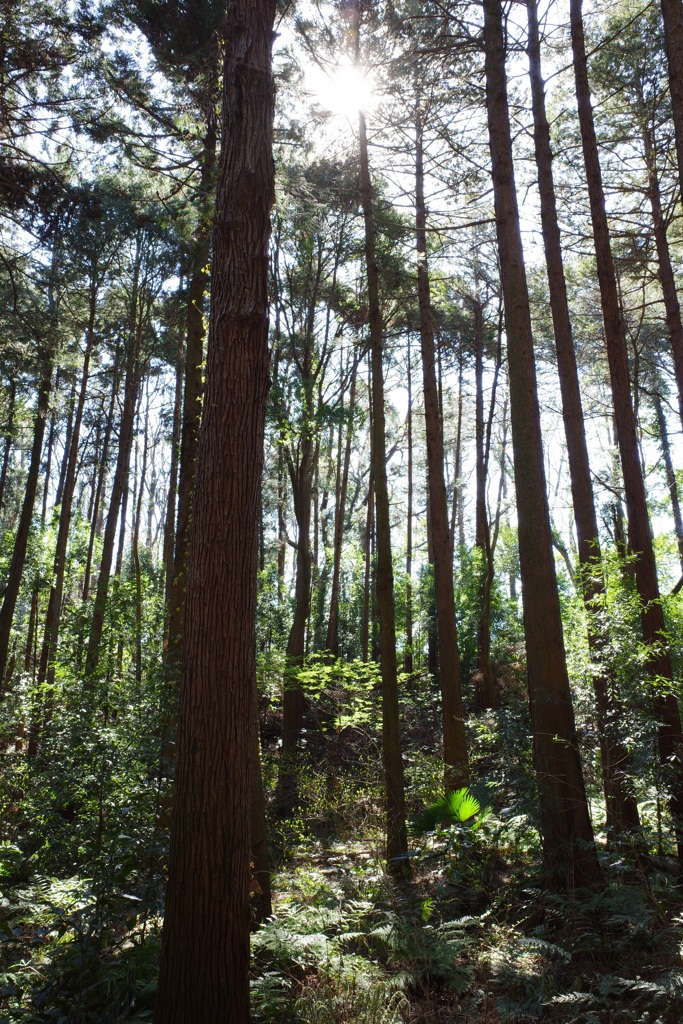 横浜・里山ガーデンフェスタ その5