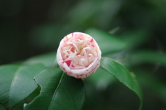 opening