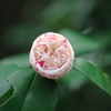 opening