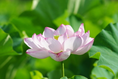 上野　不忍池　蓮の花①