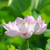 上野　不忍池　蓮の花①