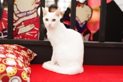 シロネコ