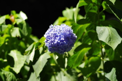 季節外れの紫陽花
