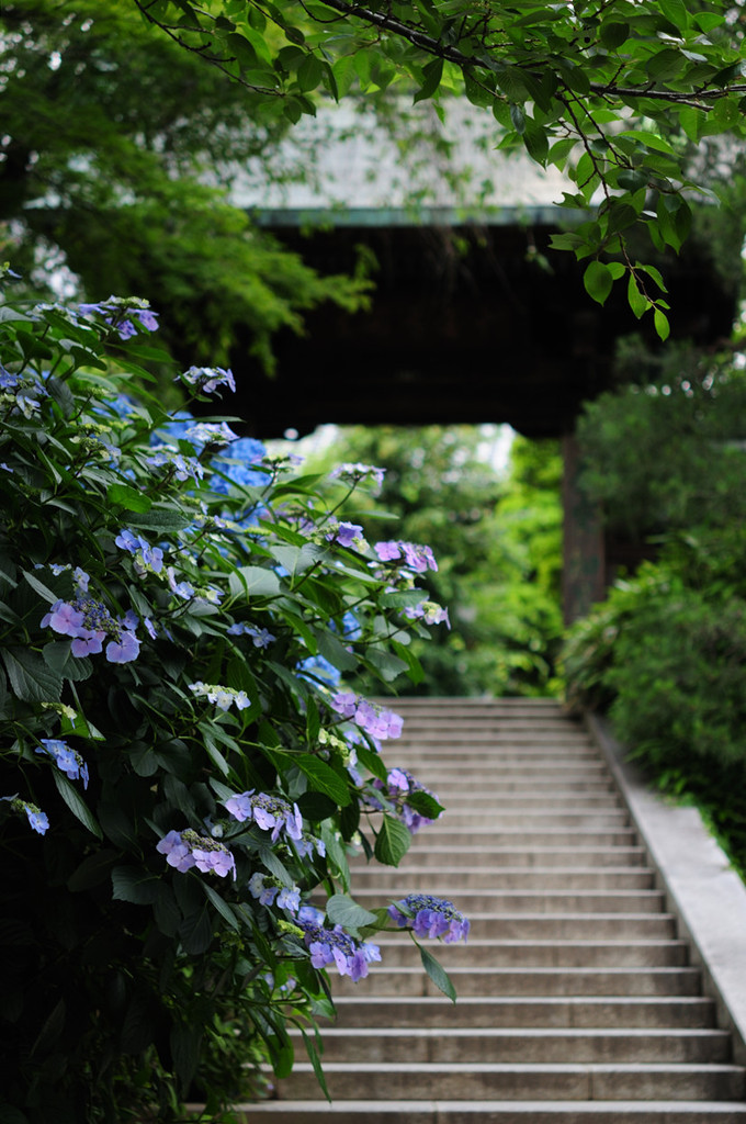 紫陽花門