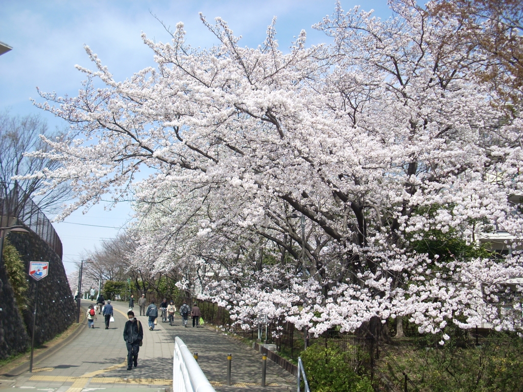 桜