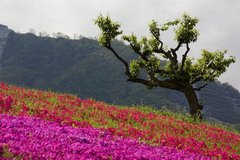 芝桜