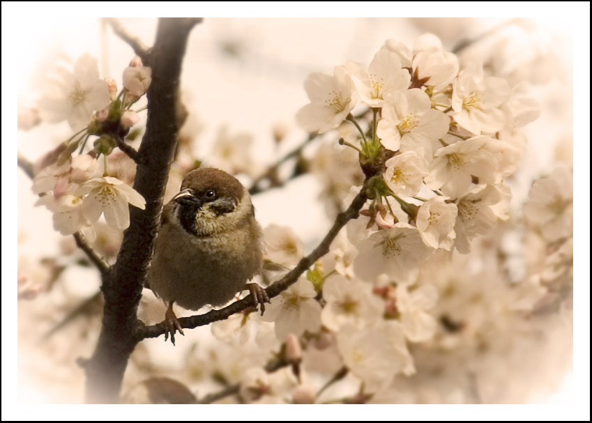 鳥ちゃん