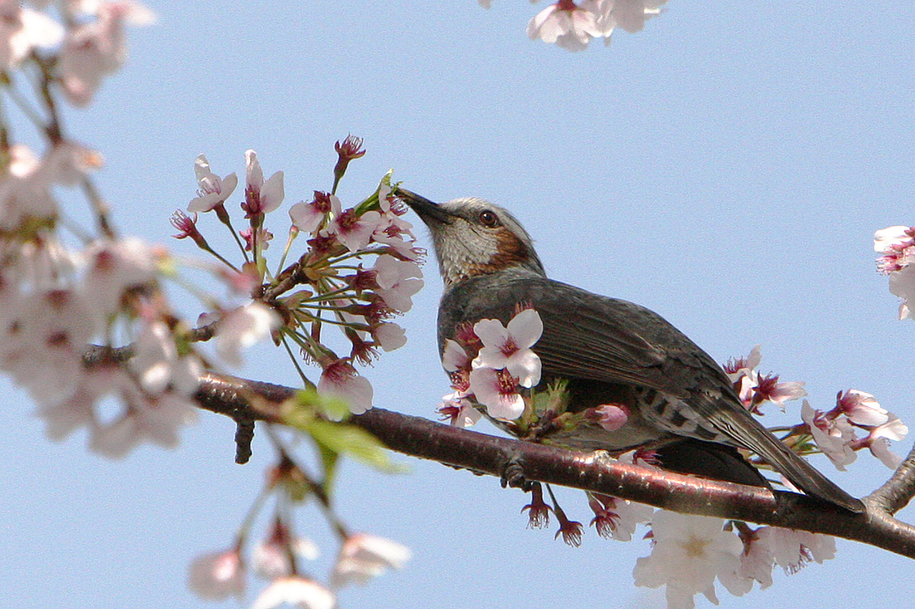 桜とひよどり