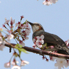 桜とひよどり