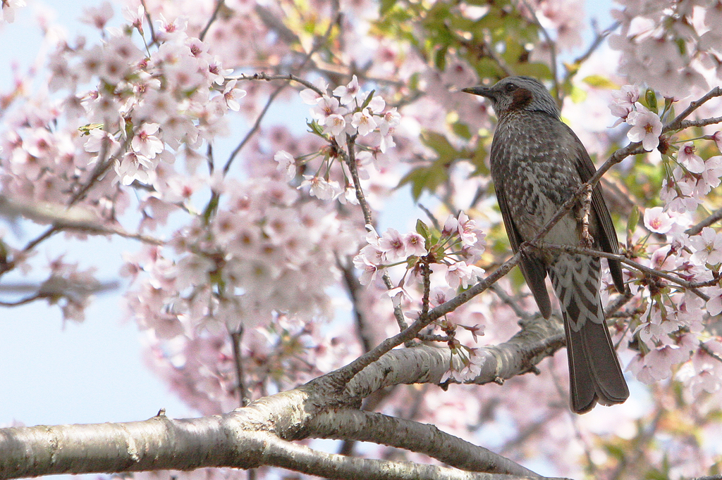 桜キレイだな〜byひよどり