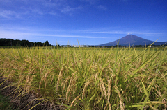 稲穂と富士山