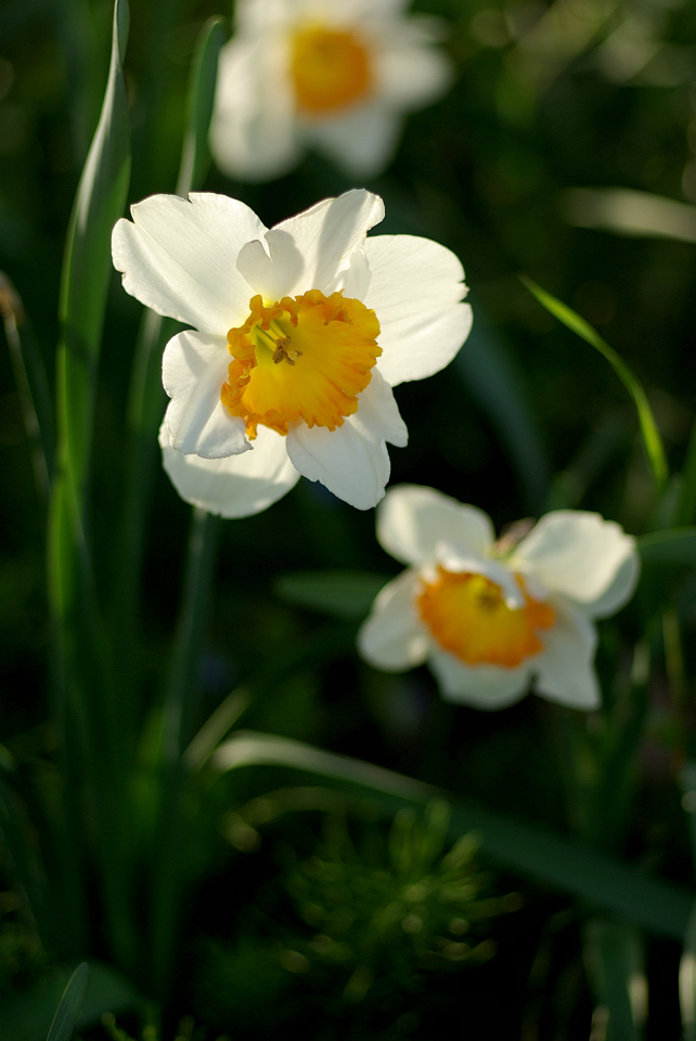 white flower