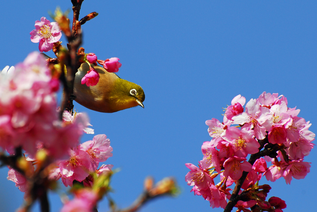 河津桜とメジロ