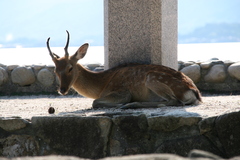 眠しい