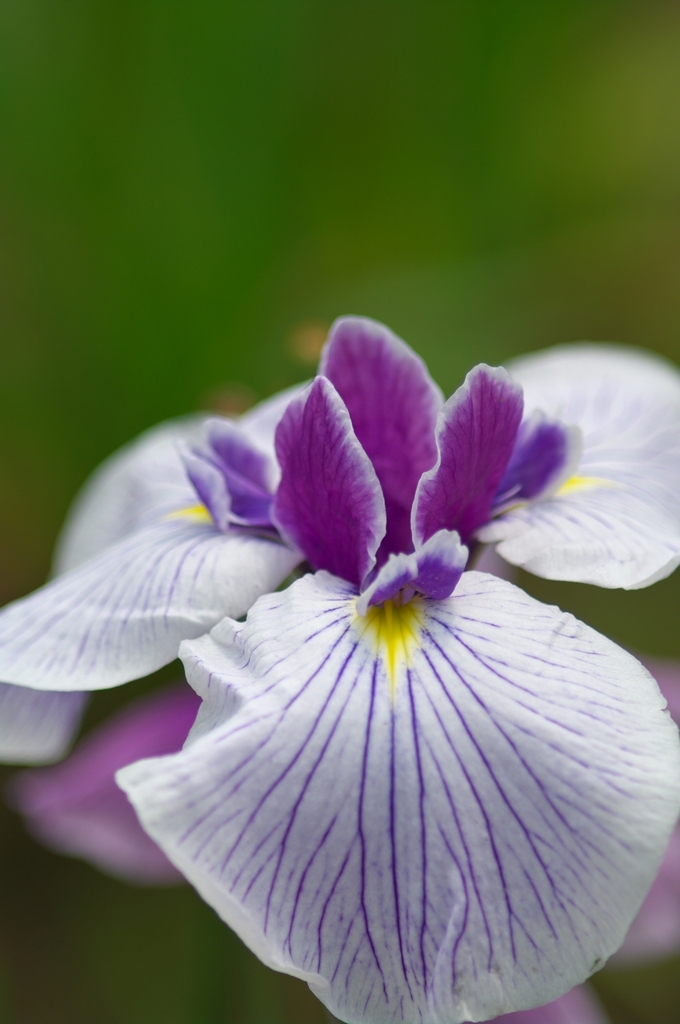 花菖蒲