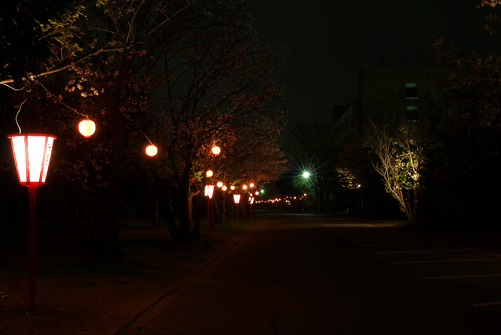 桜祭りの夜