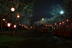 桜祭りの夜