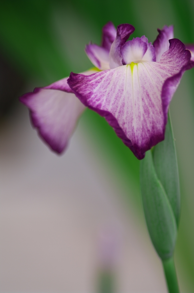 花菖蒲